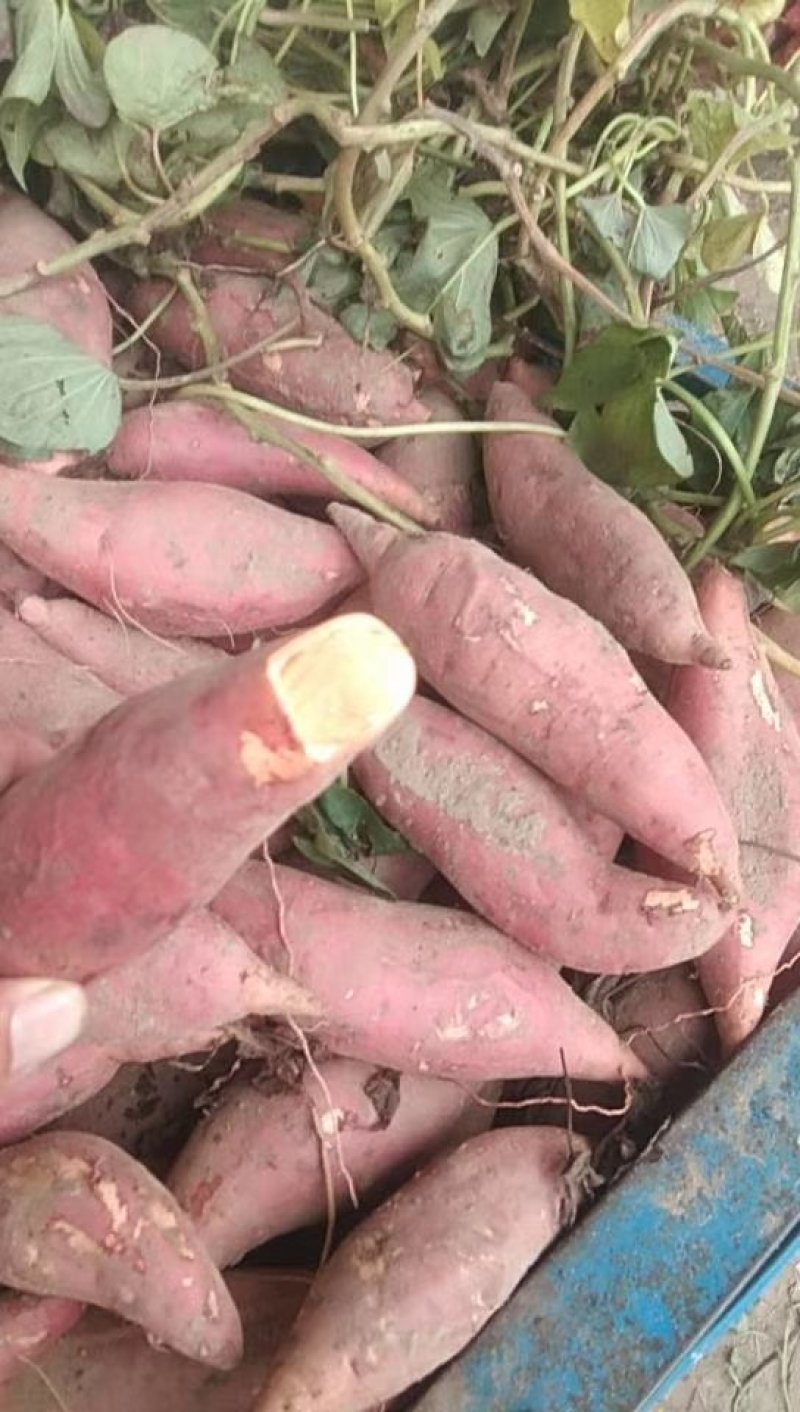 龙九红薯，大量供应。