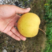 风水梨，口感好，果汁水分足。