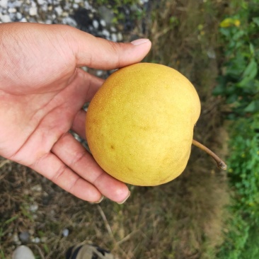 风水梨，口感好，果汁水分足。