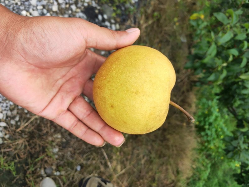 风水梨，口感好，果汁水分足。