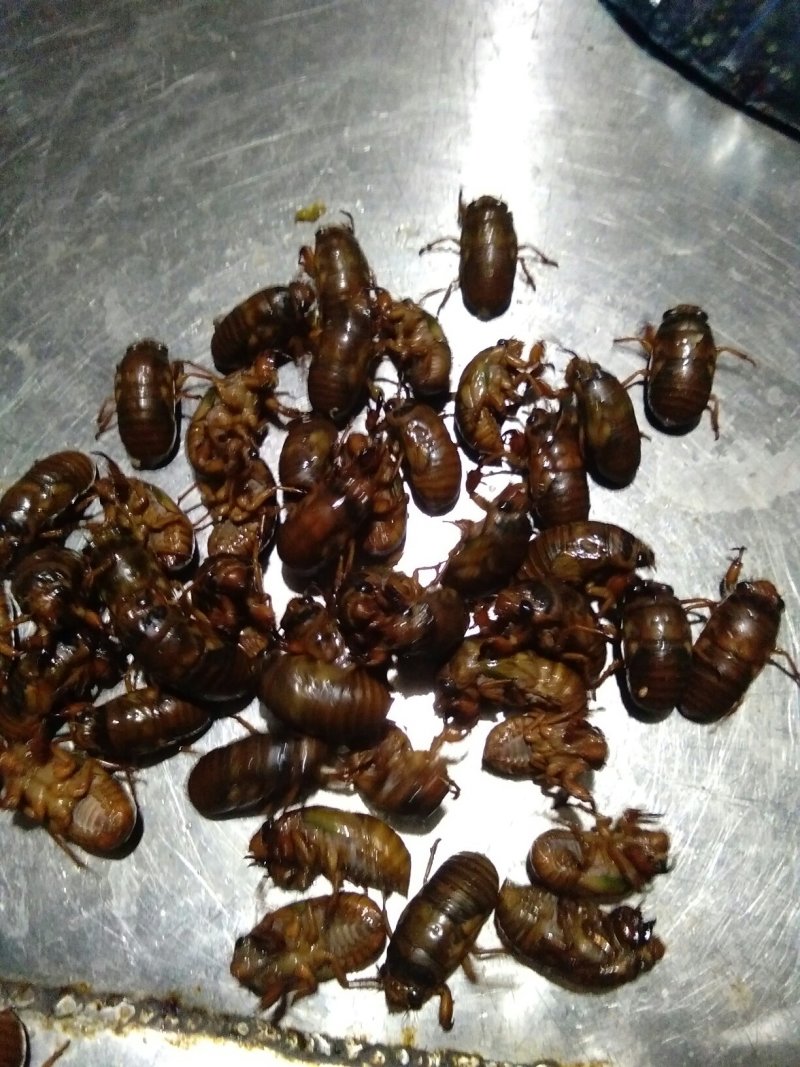 知了大量出洞了，个大。富含高蛋白，有需要的与我联系。