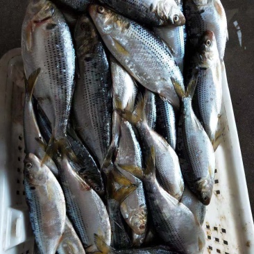 海鲫鱼单冻海鲫鱼单冻原条海鲫鱼