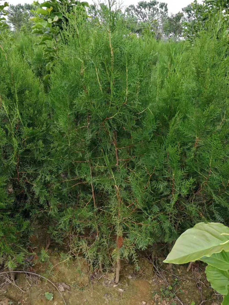 侧柏荒山绿化专用苗木扁柏四季常青松柏