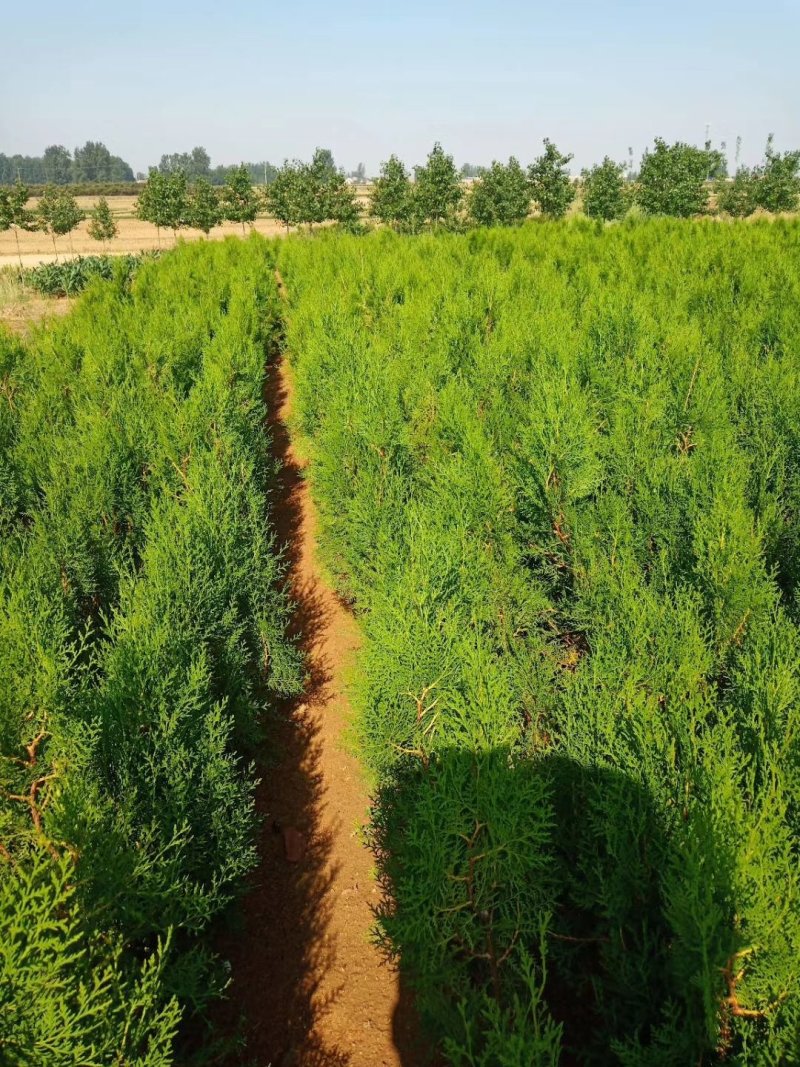 侧柏荒山绿化专用苗木扁柏四季常青松柏