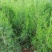 侧柏荒山绿化专用苗木扁柏四季常青松柏