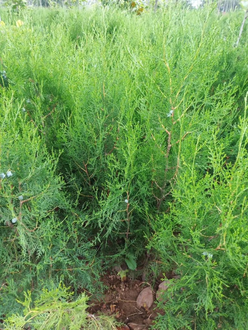 侧柏荒山绿化专用苗木扁柏四季常青松柏