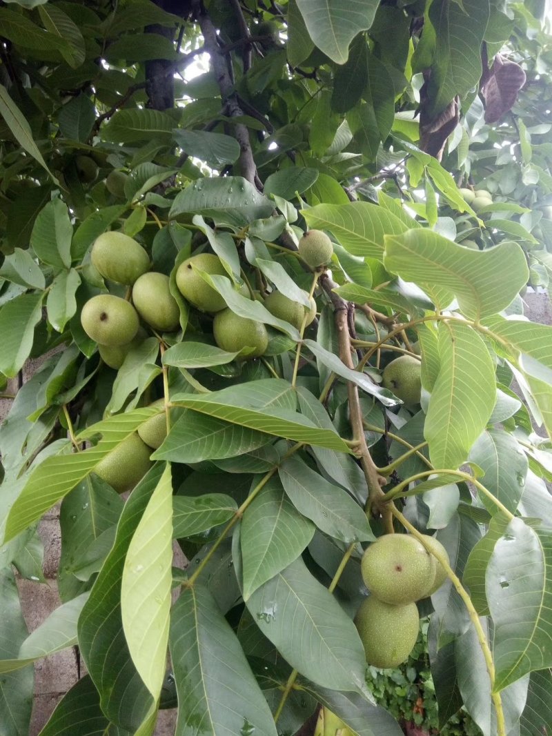 核桃攀枝花高山老树子
