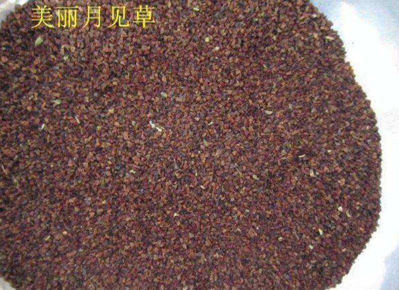 美丽月见草种子花卉种子品种花期长品种种子