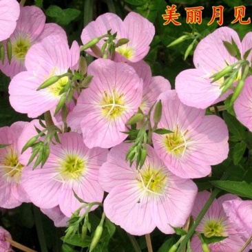 美丽月见草种子花卉种子品种花期长品种种子