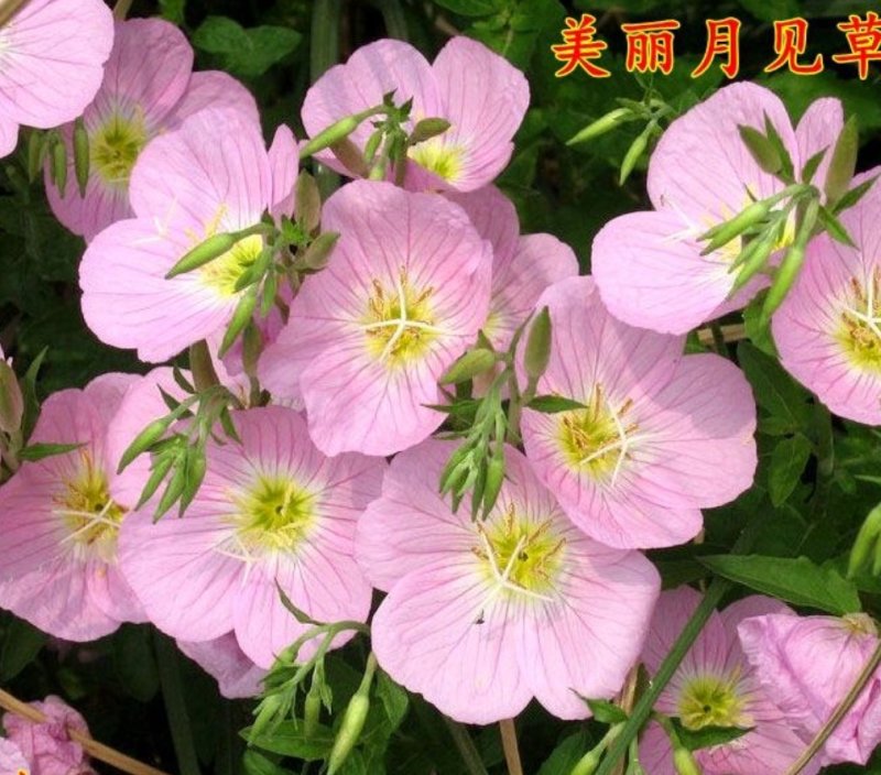 美丽月见草种子花卉种子品种花期长品种种子