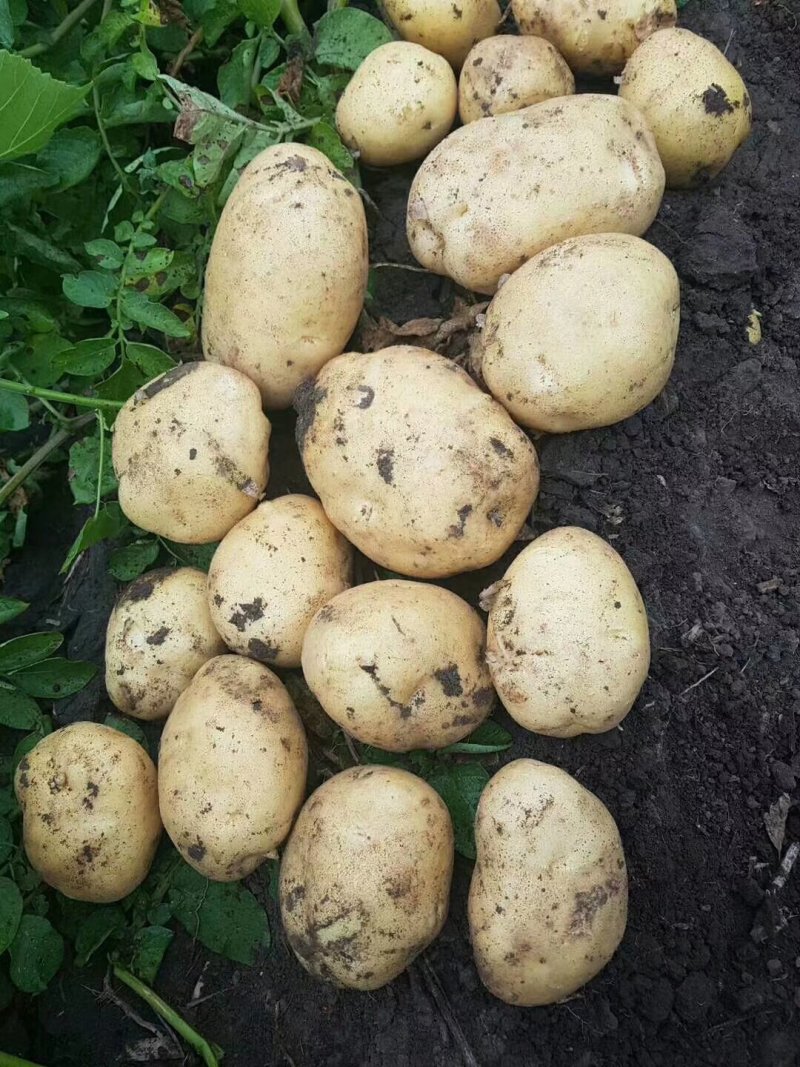 尤金土豆荷兰土豆皮毛好大量供货，长期代发