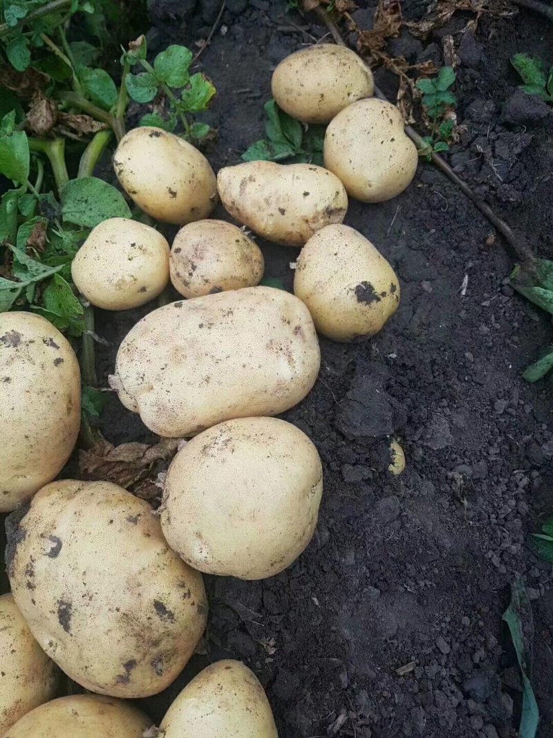 尤金土豆荷兰土豆皮毛好大量供货，长期代发