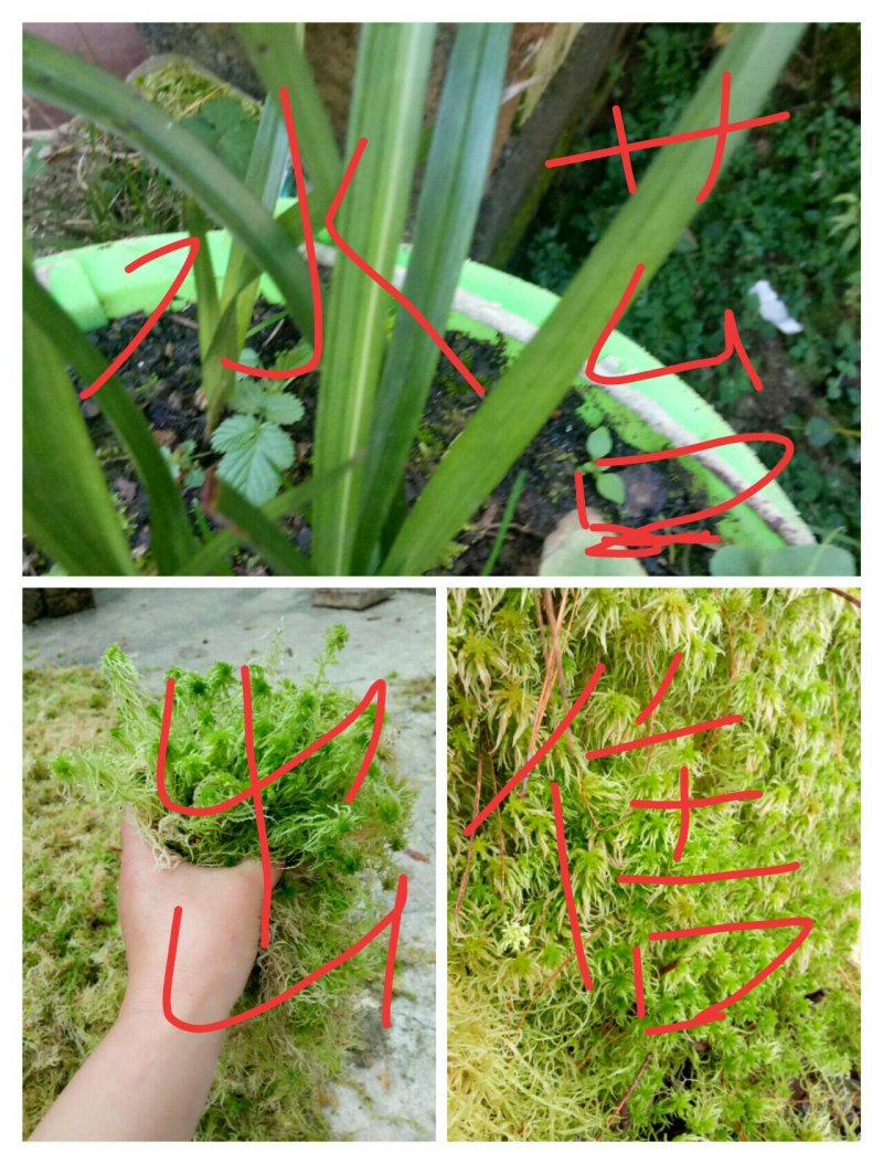 水苔