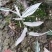 彩叶竹叶草