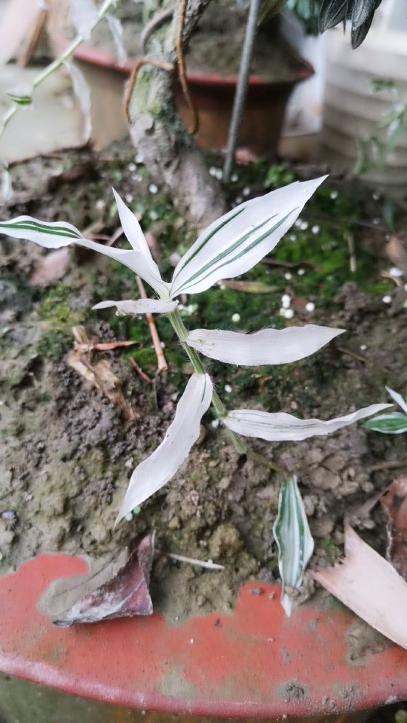 彩叶竹叶草