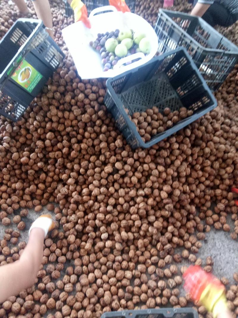 黑桃鲜果价格优会大量供应了，百吨黑桃