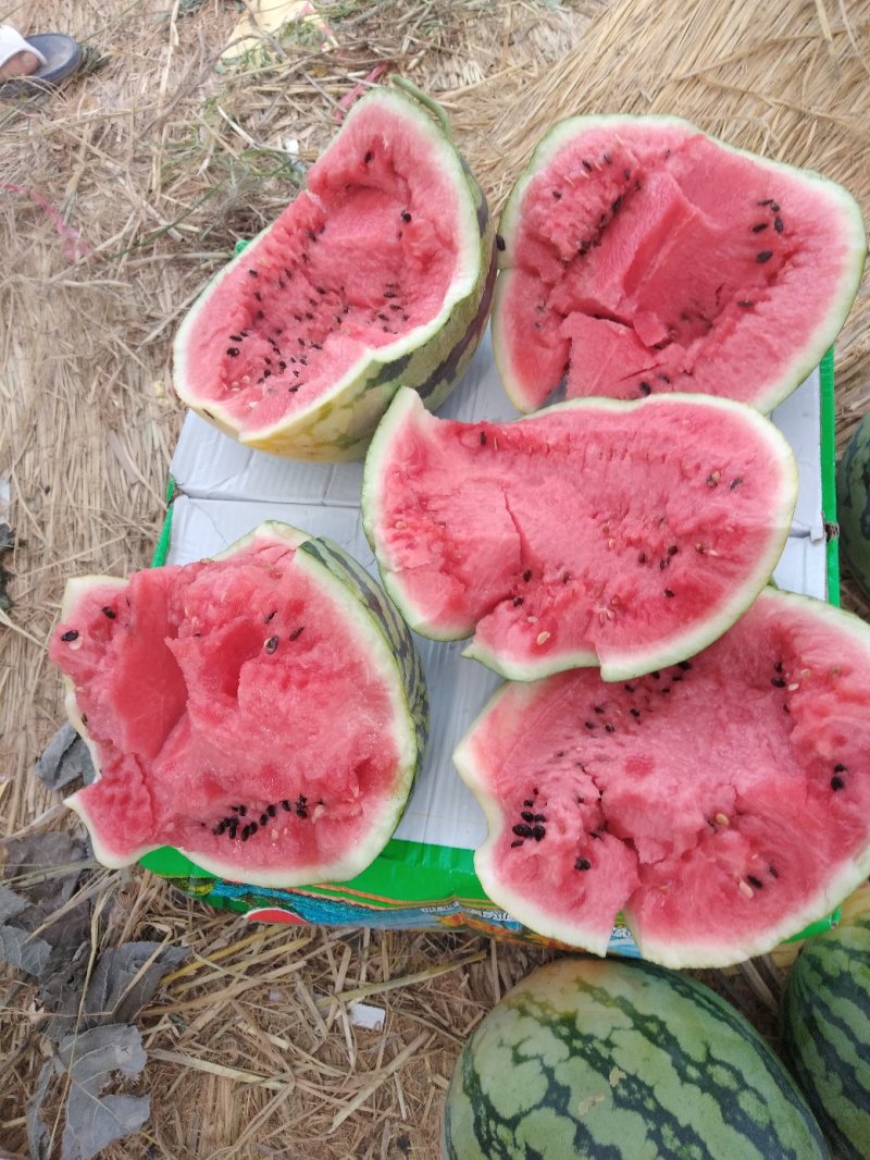 大量供应8424西瓜，保质保量代发全国！！！\