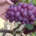 巨峰葡萄