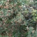 正宗大红袍花椒