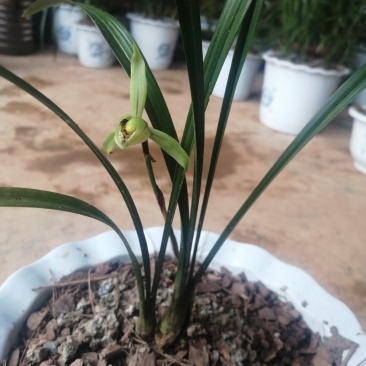 兰花