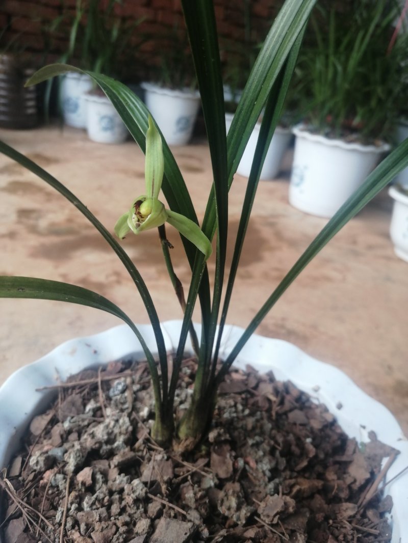 兰花
