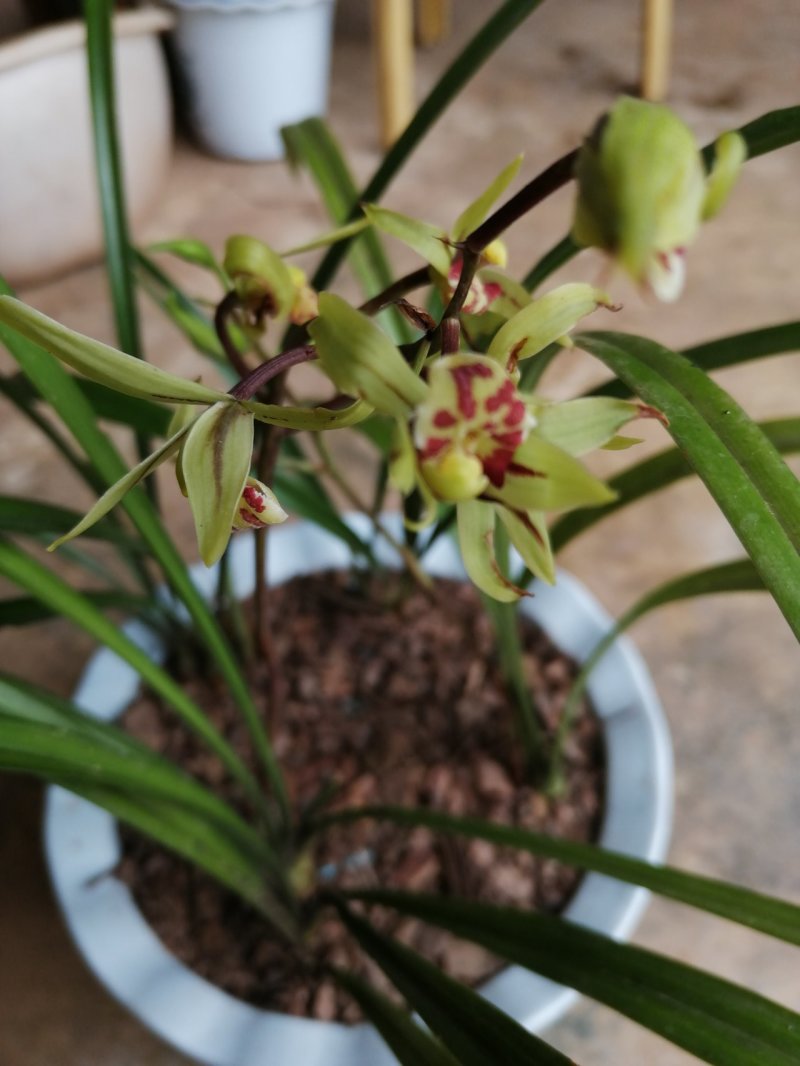 兰花
