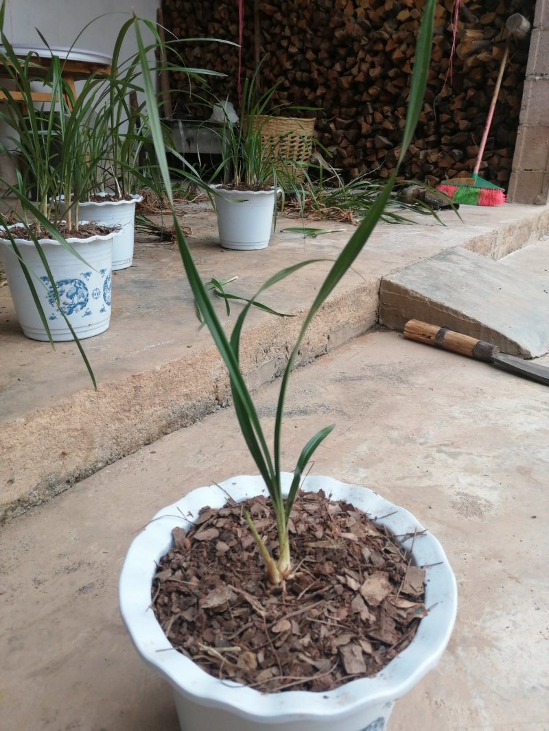 兰花