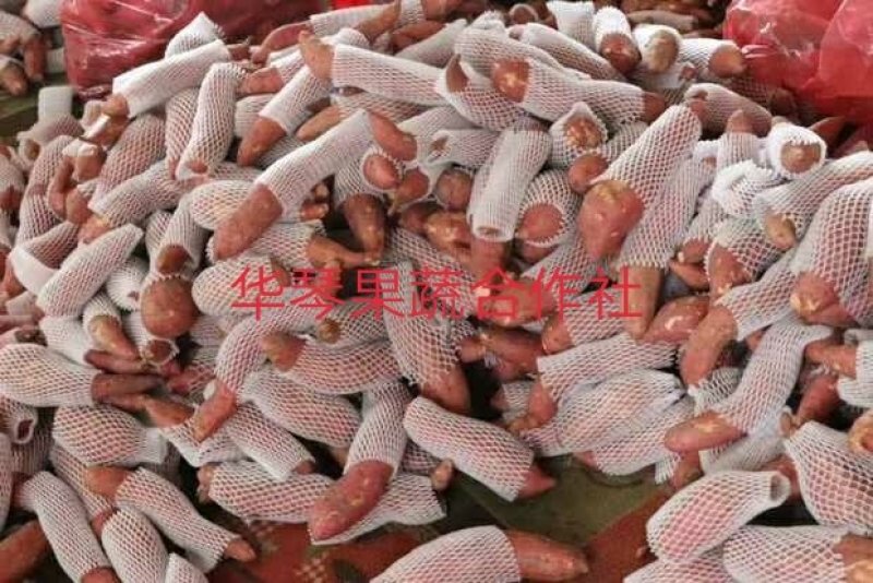 红薯