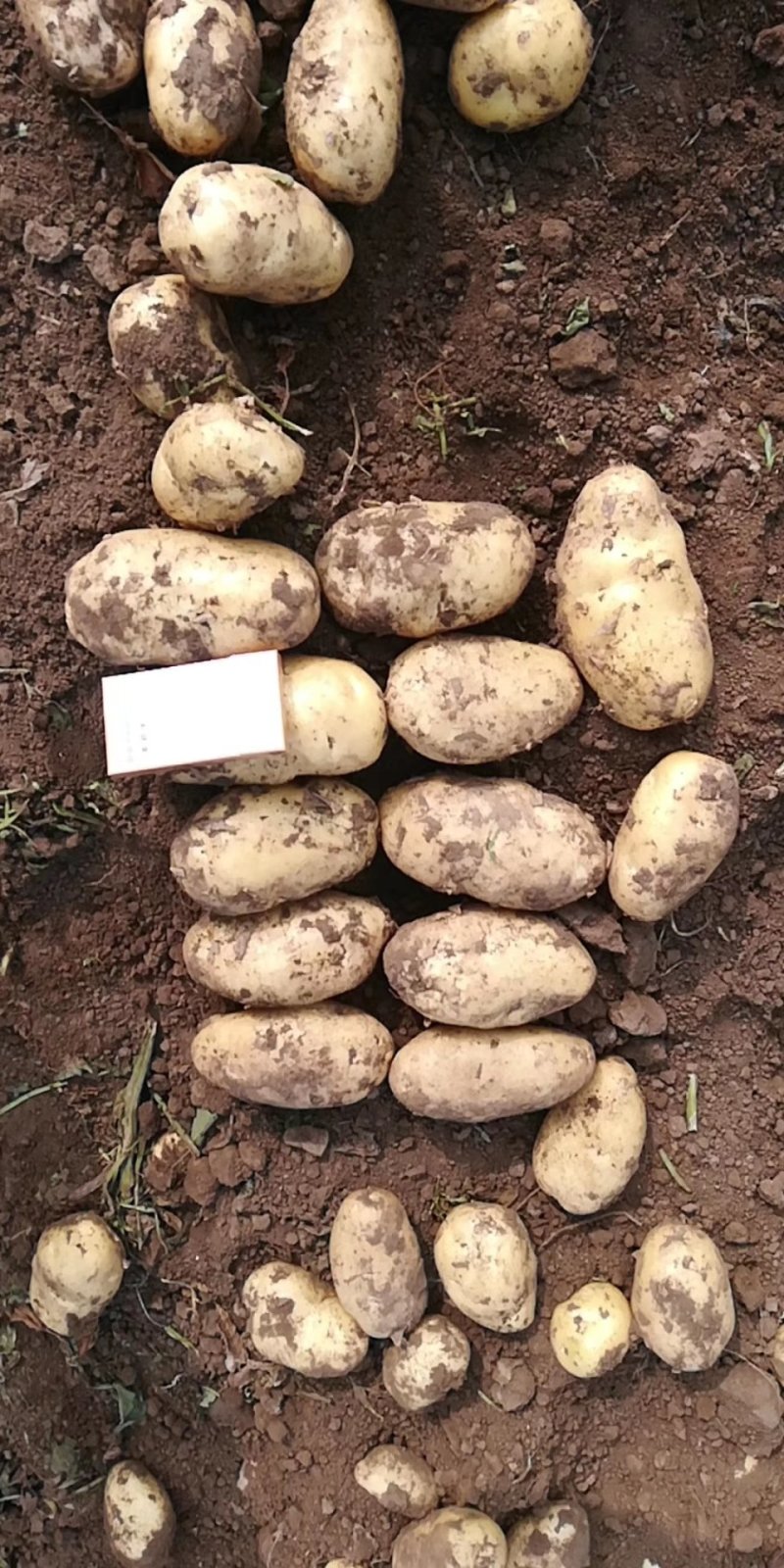 土豆荷兰土豆产地直供，肉质鲜美量大从优