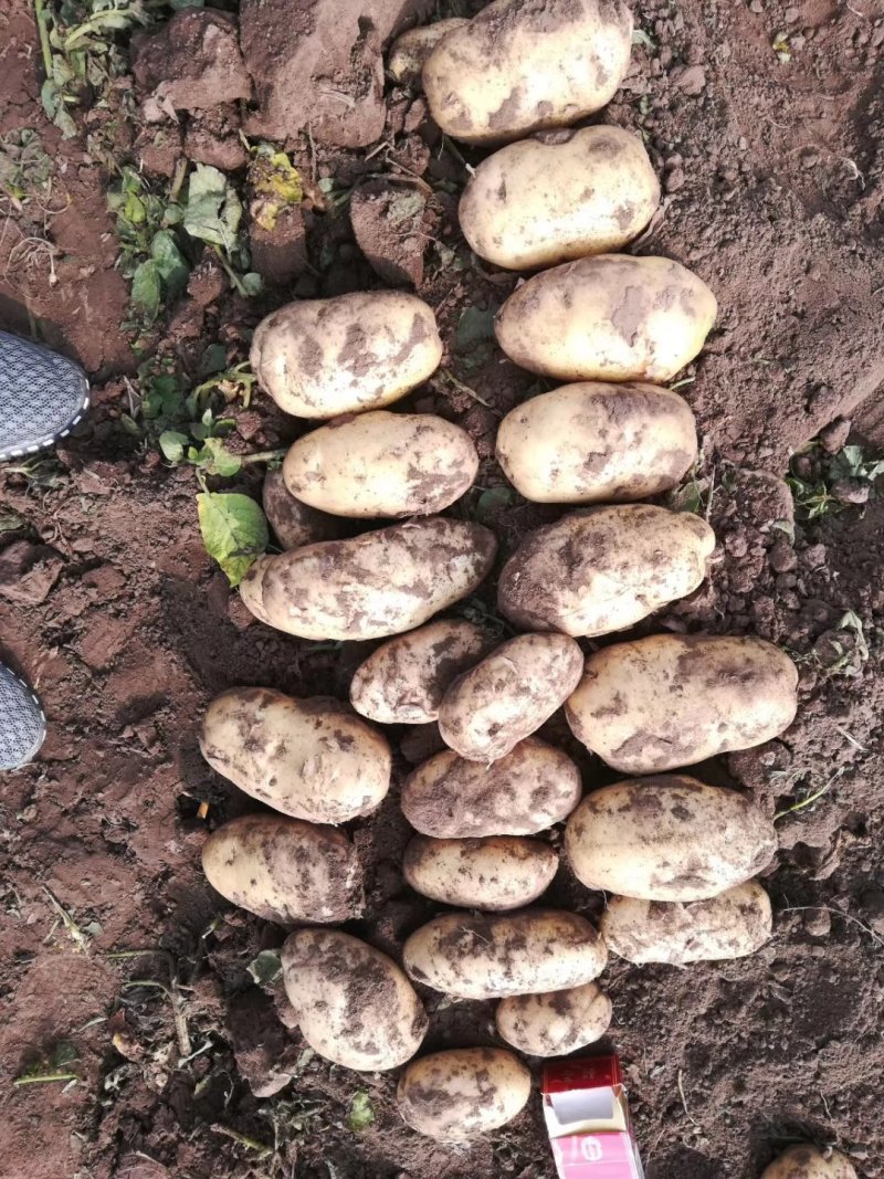 土豆荷兰土豆产地直供，肉质鲜美量大从优