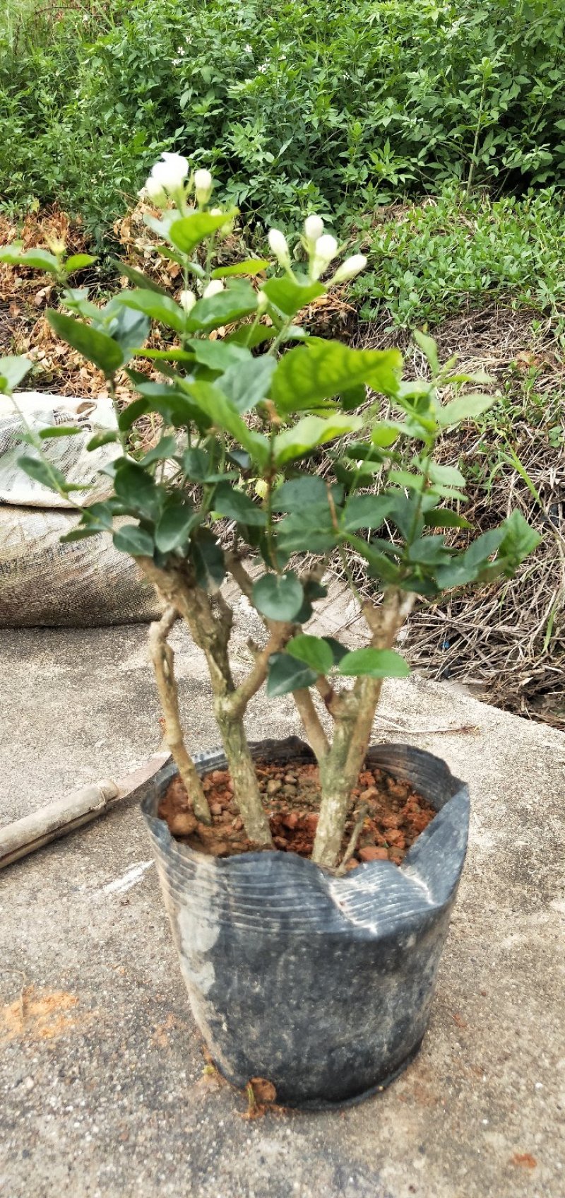 广西横县茉莉花4年老桩～基地直发～保质保量(包邮)