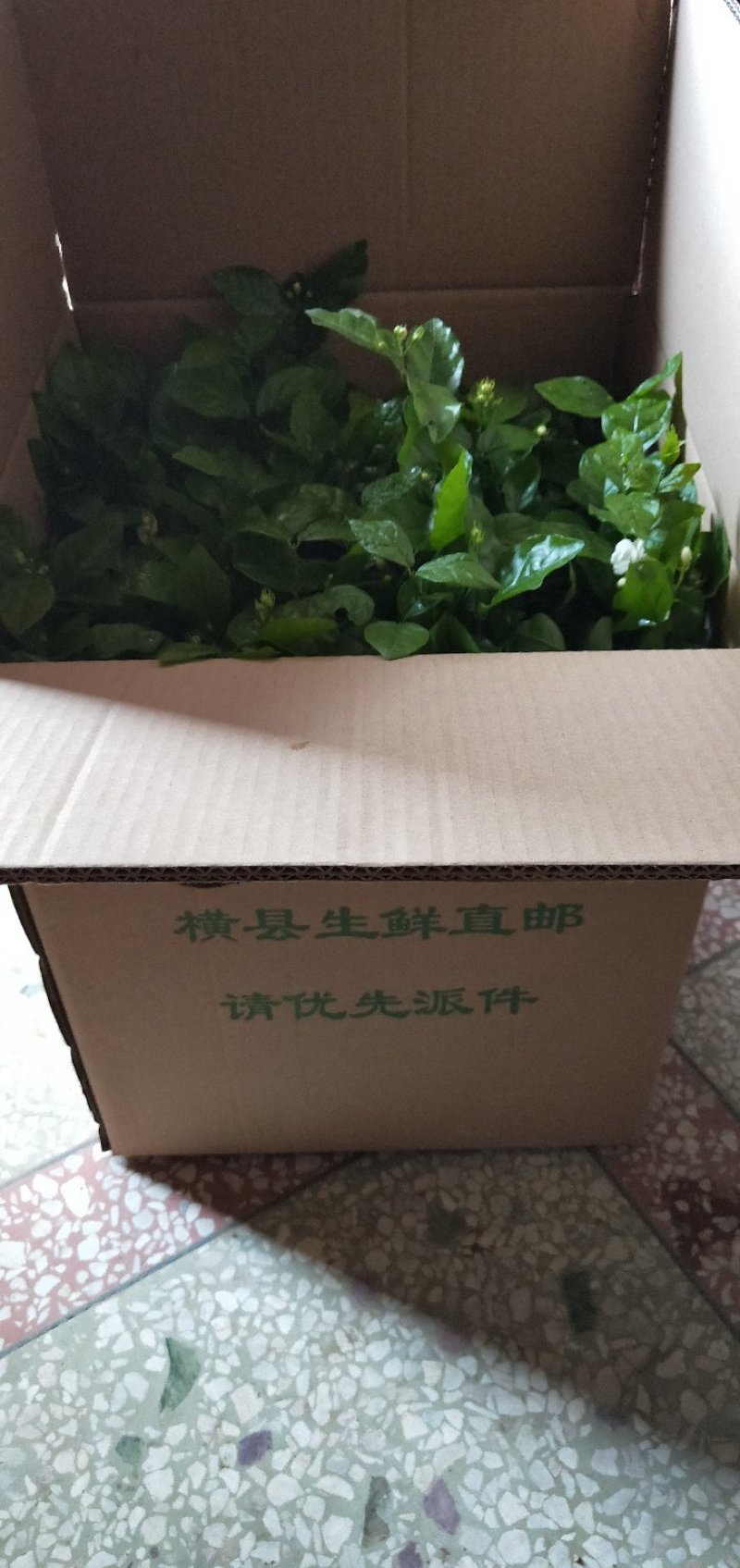 广西横县茉莉花4年老桩～基地直发～保质保量(包邮)