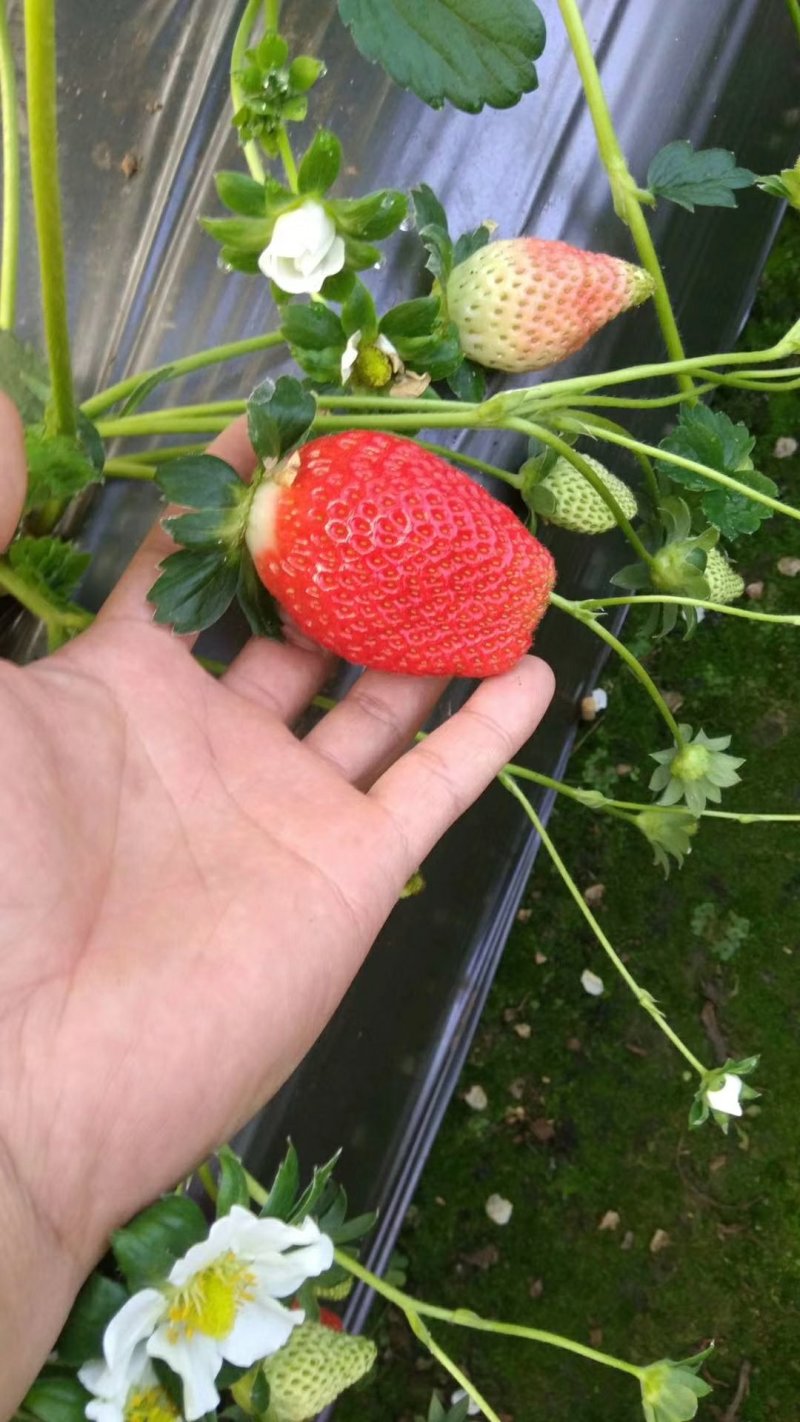 红颜草莓苗一级脱毒苗，赠送种植资料，基地直发