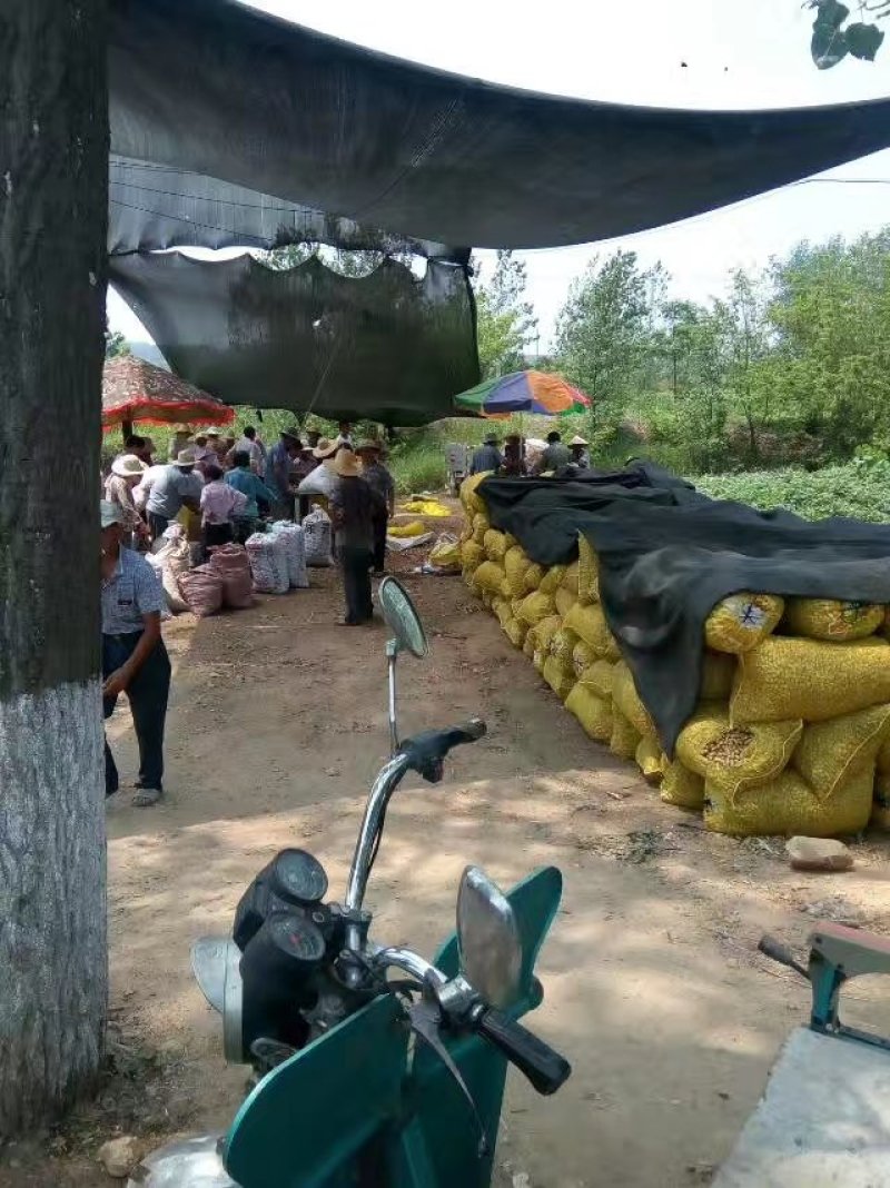东海花生，鲜货带壳，过筛手捡精品果量大从优诚信经营