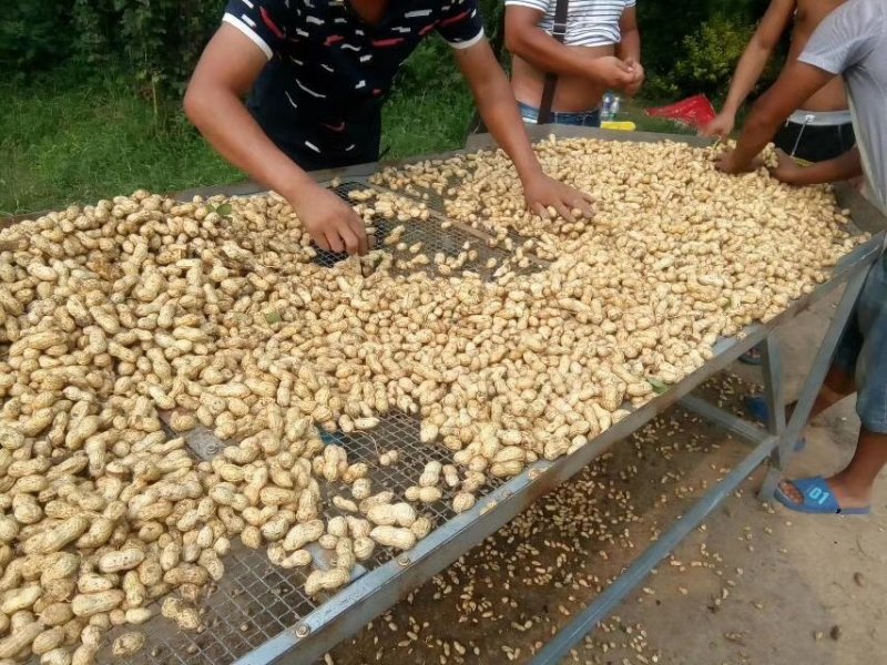东海花生，鲜货带壳，过筛手捡精品果量大从优诚信经营