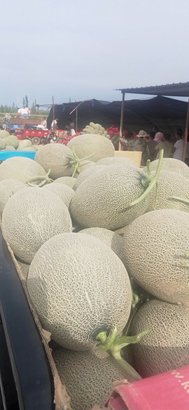 西州蜜