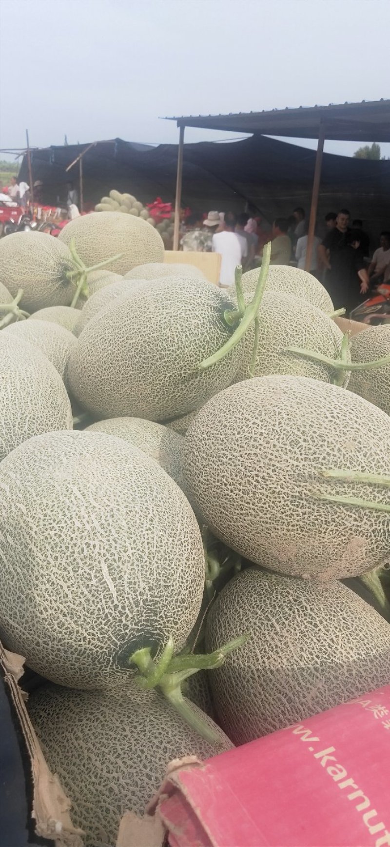 西州蜜