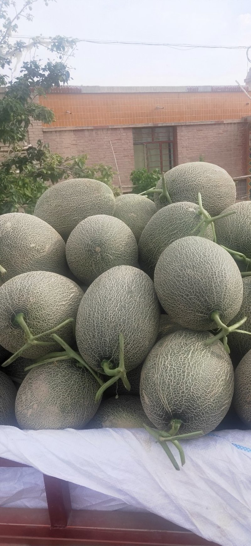西州蜜