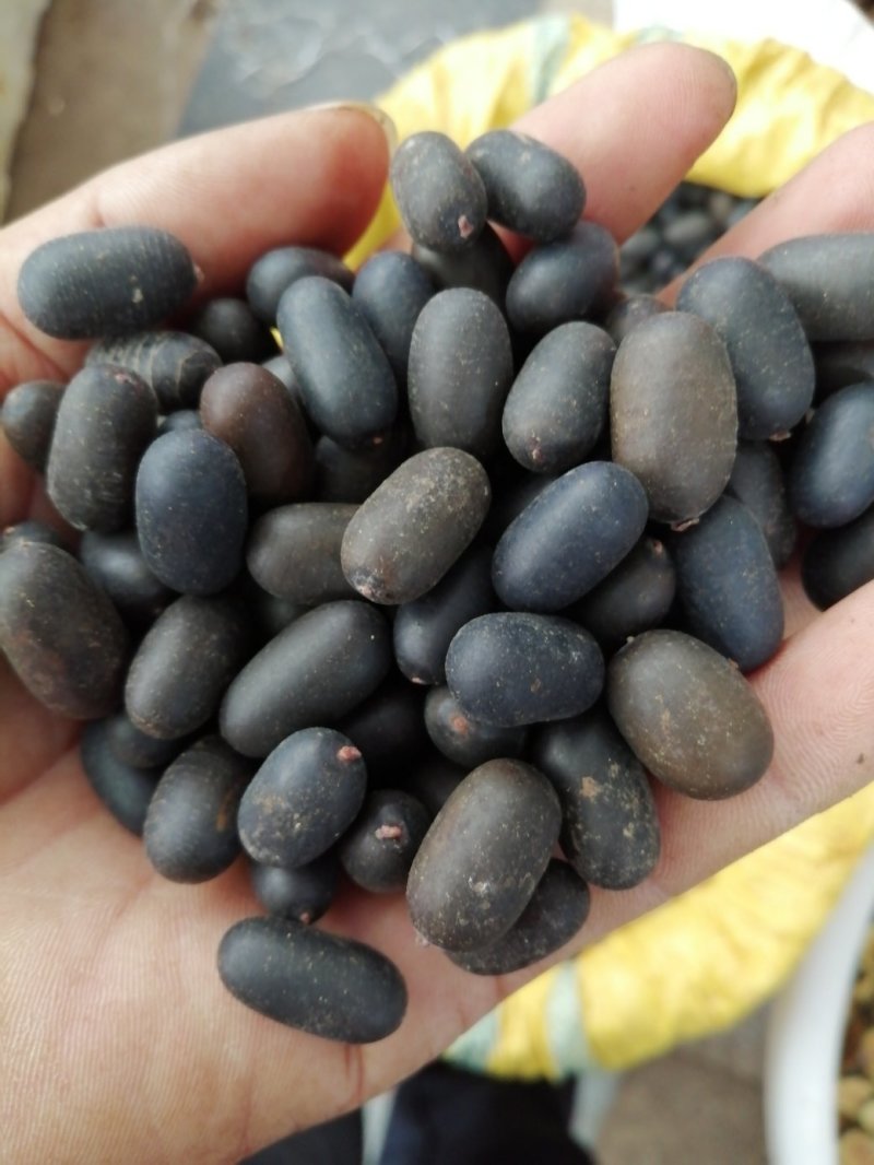 苦石莲子，中药材石莲子，补肾子货干颜色漂亮