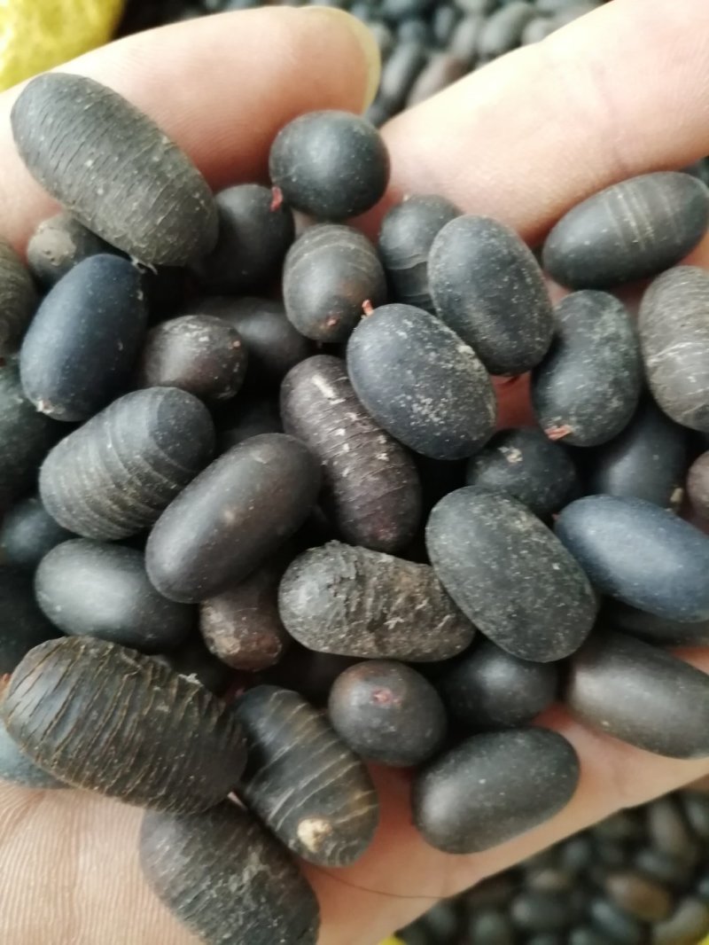 苦石莲子，中药材石莲子，补肾子货干颜色漂亮