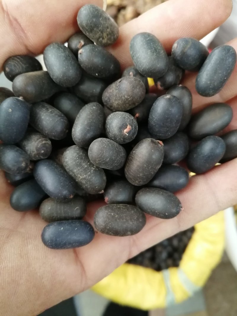 苦石莲子，中药材石莲子，补肾子货干颜色漂亮