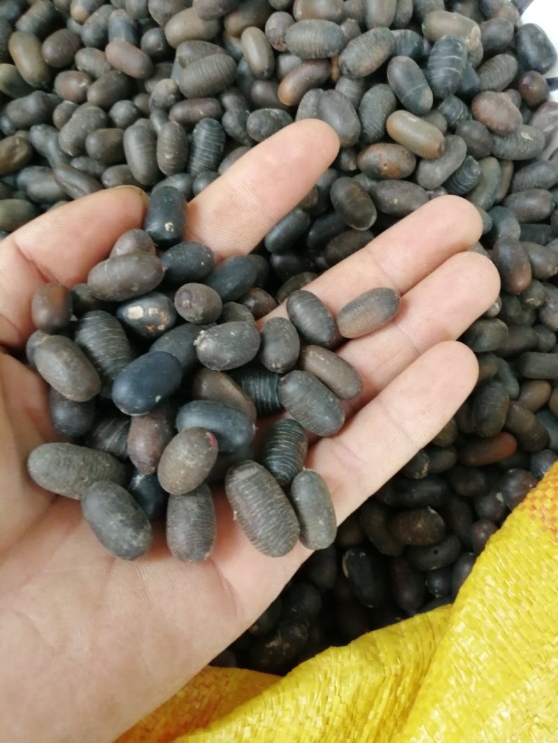 苦石莲子，中药材石莲子，补肾子货干颜色漂亮
