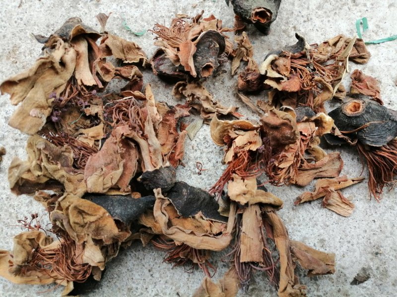 木棉花，攀枝花，颜色漂亮干度好，大量现货供应