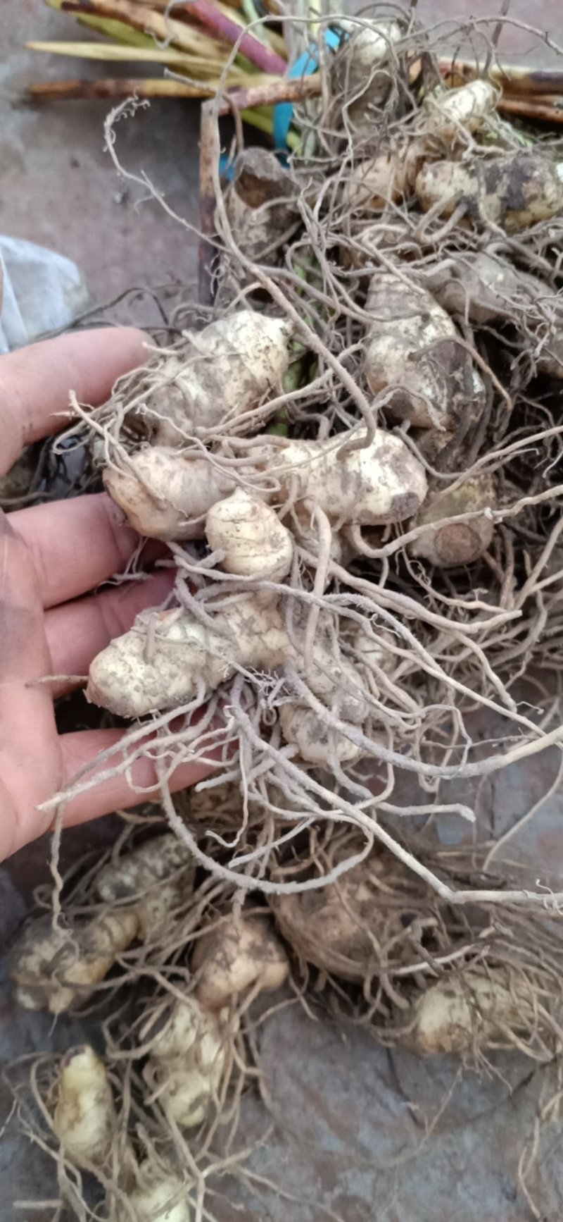 黄精