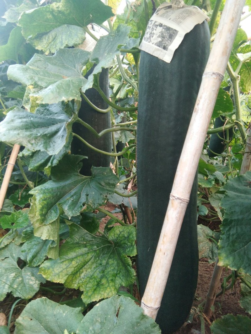 山东吊架黑皮冬瓜大量上市，货源充足，需要的客商可以联系