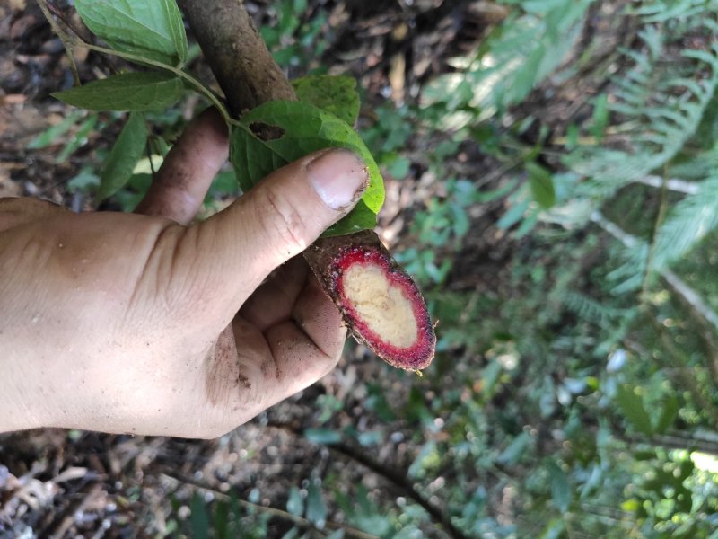 野生血风根大血藤老人根现挖现晒全国发货