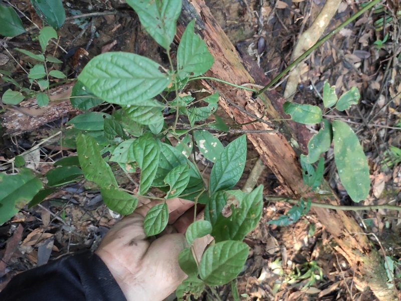 野生血风根大血藤老人根现挖现晒全国发货