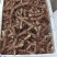 连州玉竹基地销售统货