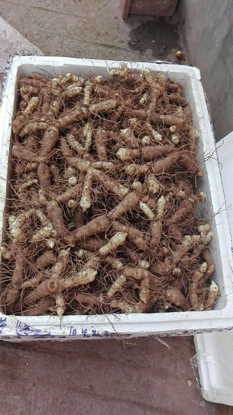 连州玉竹基地销售统货