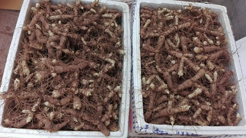 连州玉竹基地销售统货